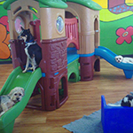 dog image