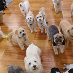 dog image