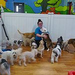 dog image