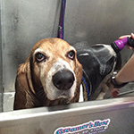 dog image