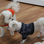 dog image