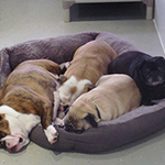 dog image