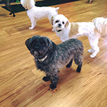 dog image