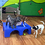 dog image