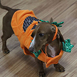 dog image
