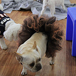 dog image