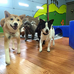 dog image
