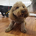 dog image