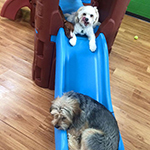 dog image