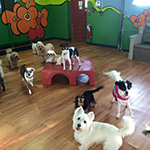 dog image