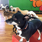 dog image