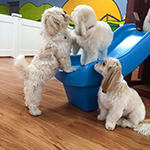 dog image
