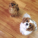 dog image