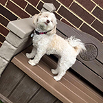dog image