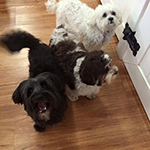dog image