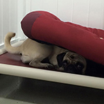 dog image