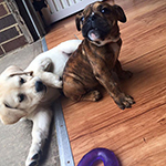 dog image