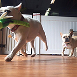 dog image