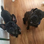 dog image