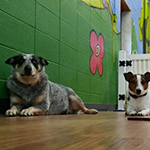 dog image