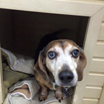 dog image