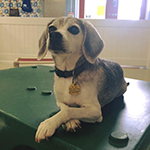 dog image