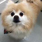 dog image