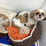 dog image