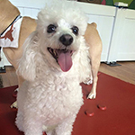 dog image