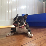 dog image