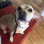 dog image
