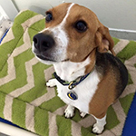 dog image