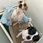 dog image