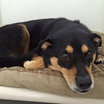 dog image