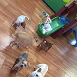 dog image