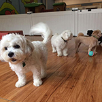 dog image