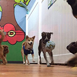 dog image