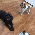 dog image