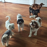 dog image