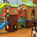 dog image