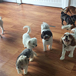 dog image