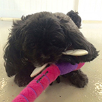 dog image