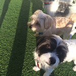 dog image