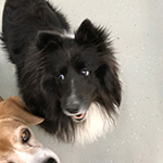 dog image