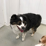 dog image