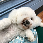 dog image