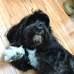 dog image