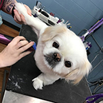 dog image