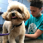 dog image
