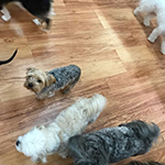 dog image